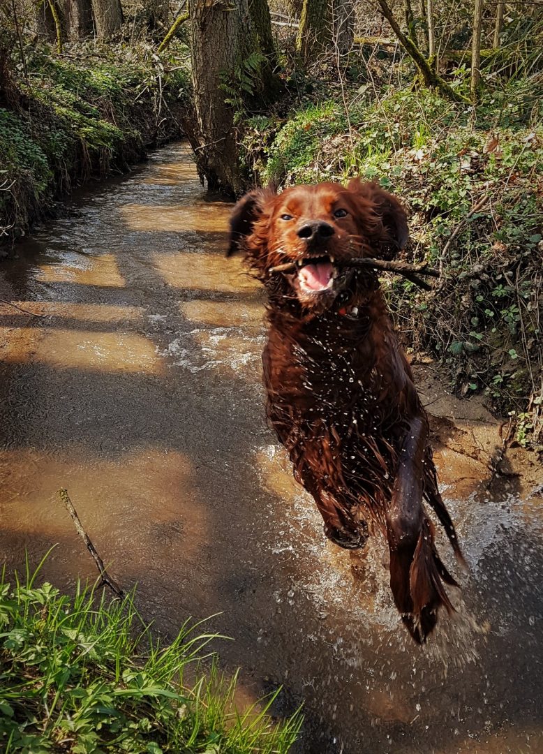 Ein Irish setter mit einem Stock im Maul springt durch einen Bach