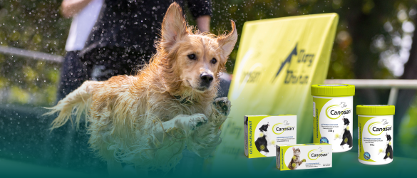 202508_Canosan_Magazin Header edogs Produkt des Monats