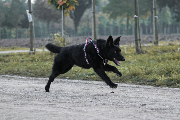 Schwarzer Hund mit Geschirr am Rennen