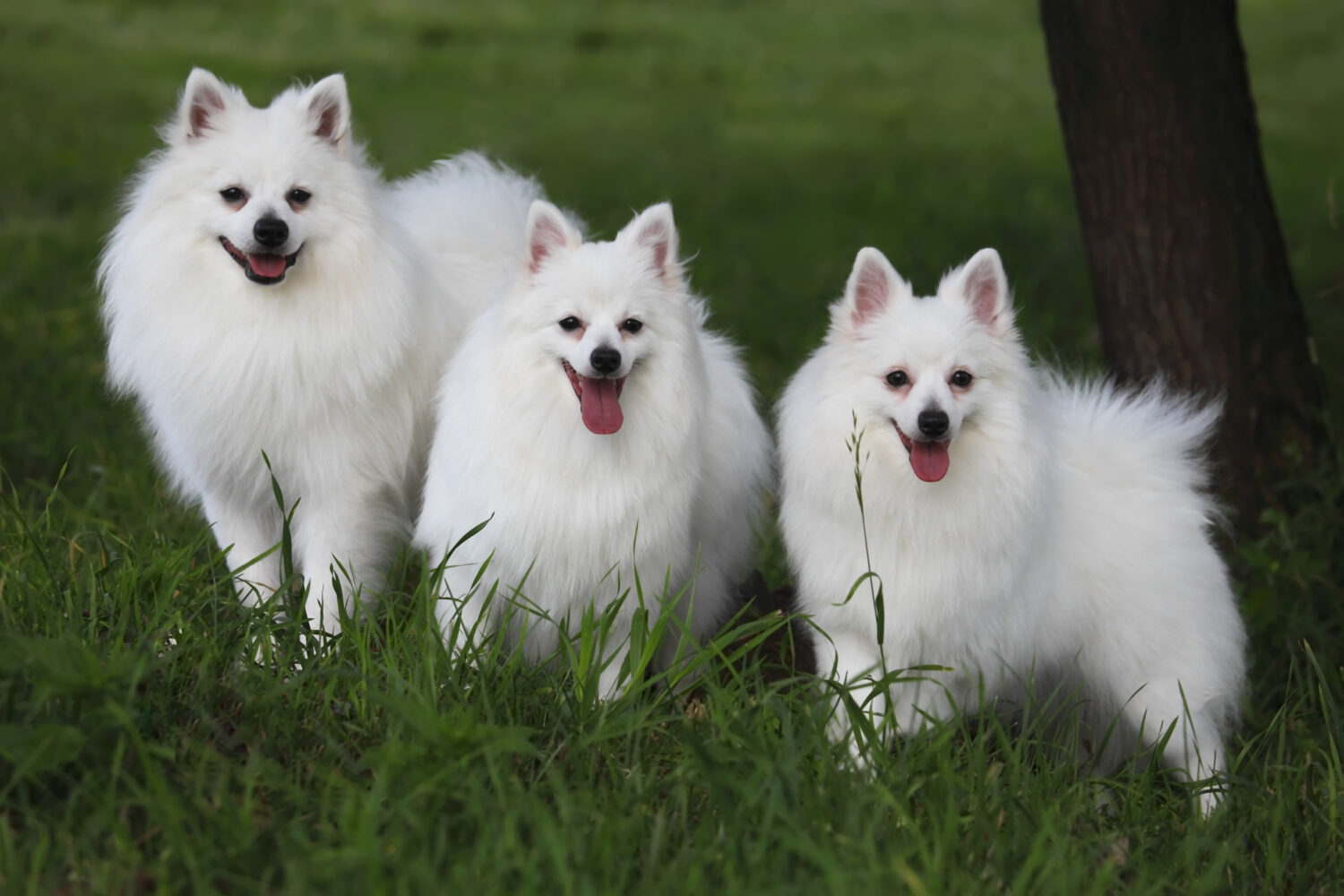 3 weiße spitz auf einer Wiese