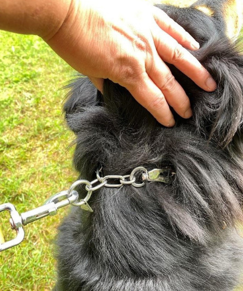 Australian Shepherd – Berner Sennen - Mix mit Sprenger Halsband