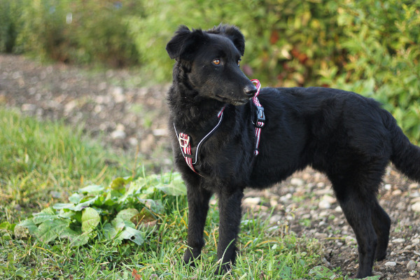 Schwarzer Hund mit Geschirr steht im Gras