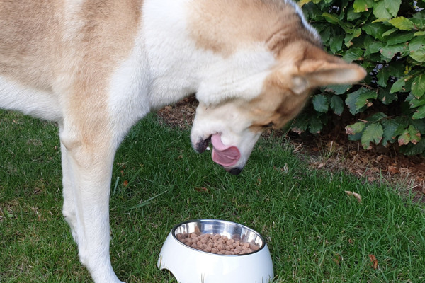 Shiba inu frisst aus einer Schüssel