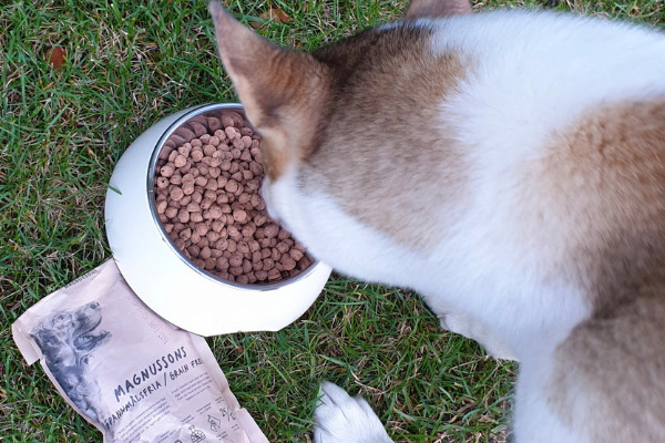 Hund frisst aus einer Schüssel