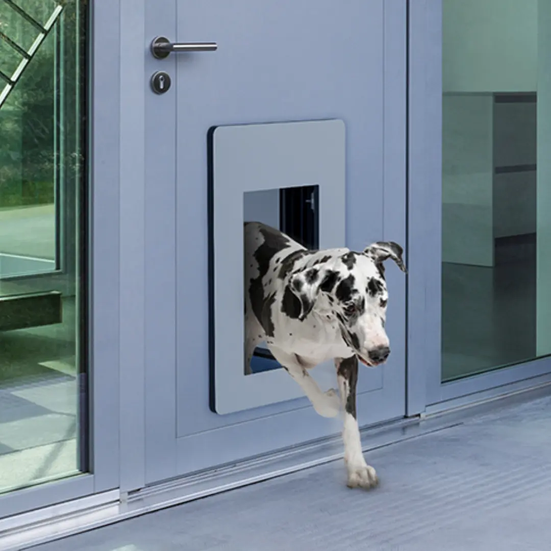Hund verlässt Wohnung durch Haustiertüre von PetWalk