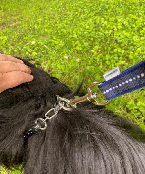 Tibet – Terrier - Mix mit Sprenger Halsband