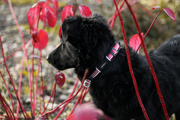 Schwarzer Hund mit Halsband vor Blumen