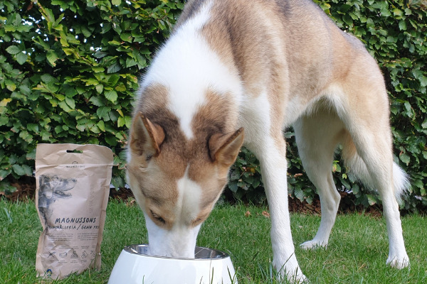 Husky Frisst aus einer Schüssel