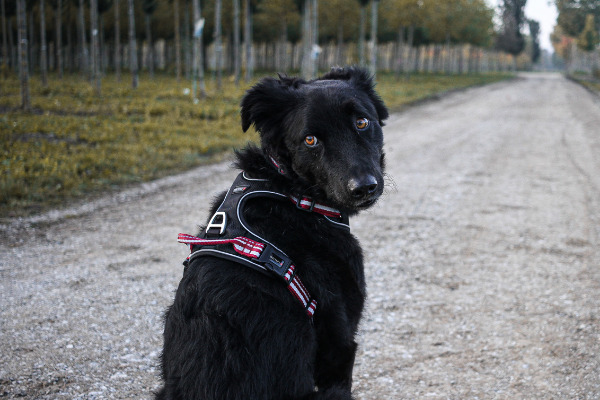 Schwarzer Hund schaut nach hinten und trägt ein Geschirr