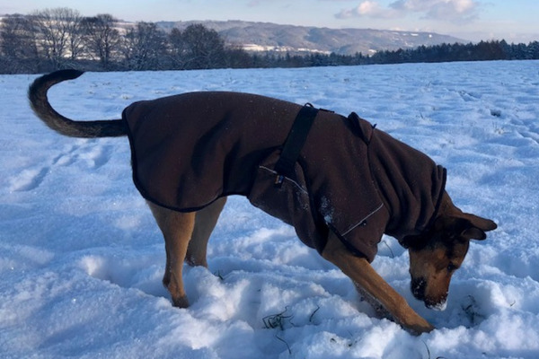 Hund im Schnee mit Hundepullover