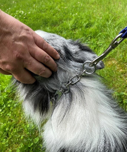 Australian Shepherd Mix mit Sprenger Halsband