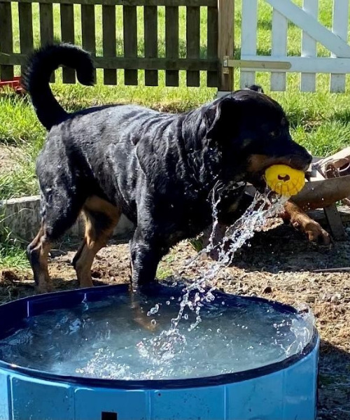 Dobermann mit Sprenger Hundespielzeug