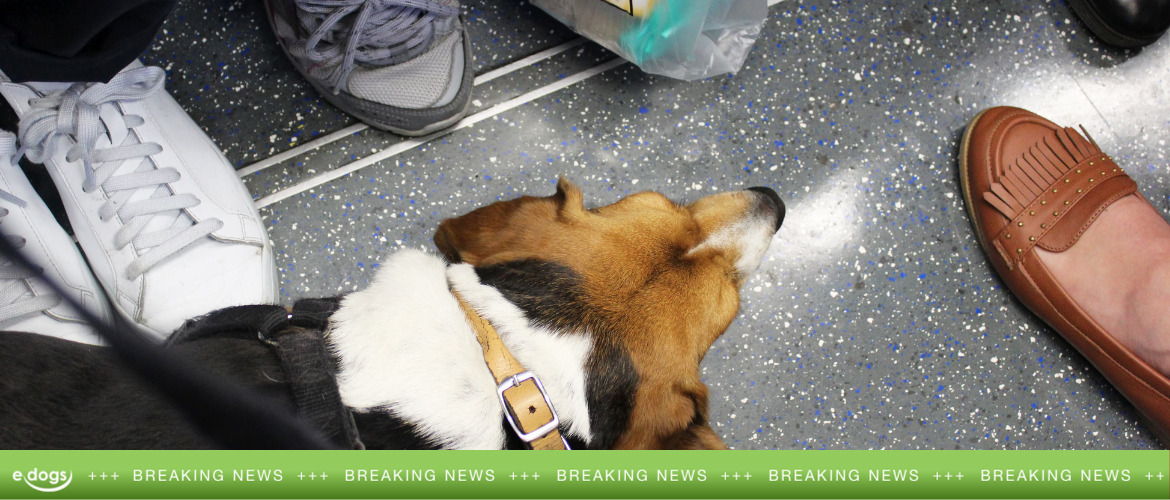 Last Day On Earth Wie Kann Ich Meinen Hund Mitnehmen 9 Euro Ticket: Darf ich meinen Hund kostenlos mitnehmen? - edogs