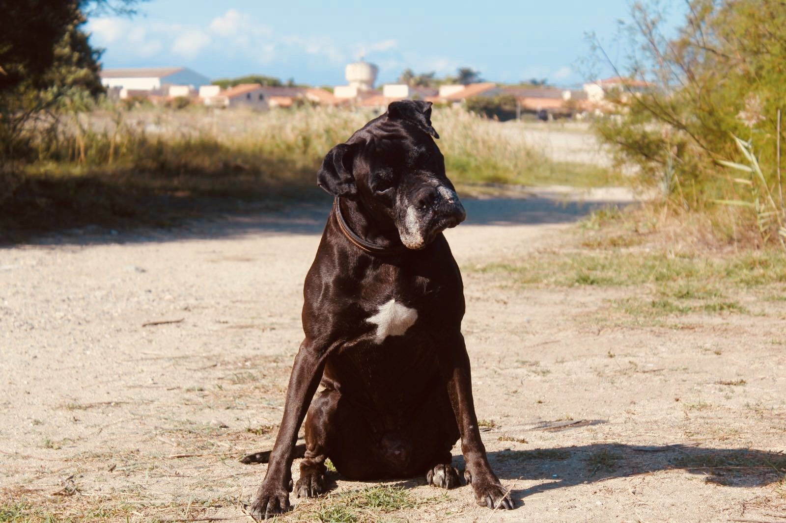 Dunkel Brauner Boxer mit verschränktem Kopf