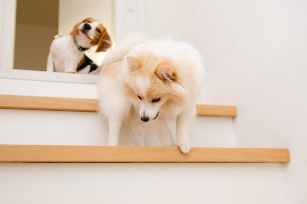 Ab wann dürfen Welpen Treppen laufen: 2 Hunde rennen Treppe herunter.