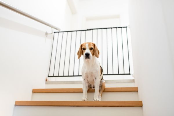 Ab wann dürfen Welpen Treppen laufen: Hund steht auf Treppe.