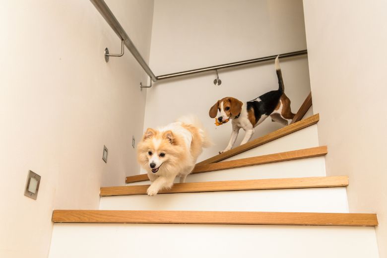 Ab wann dürfen Welpen Treppen laufen? I edogs Magazin