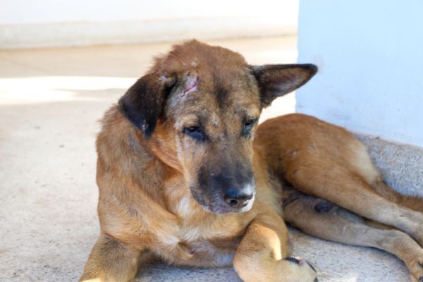 Abszess beim Hund Diagnose und Behandlung: Hund liegt auf der Straße
