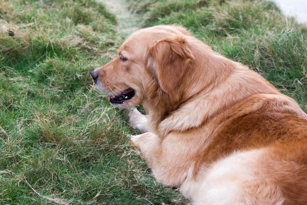 Abszess: Golden Retriever liegt auf einer Wiese