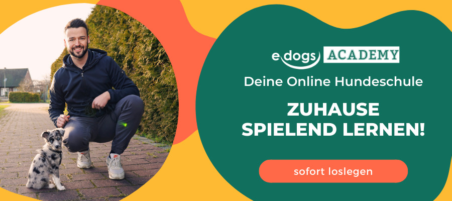 edogs Academy - Zuhause spielend lernen! 