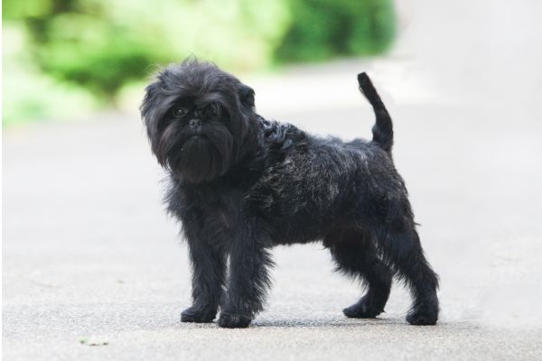 Kleiner schwarzer Hund mit affenähnlichem Gesicht.