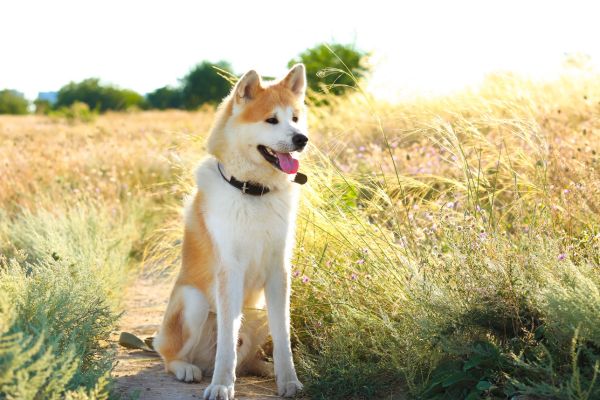 Großer Hund mit weiß-hellbraunem Fell sitzt in einem Feld.