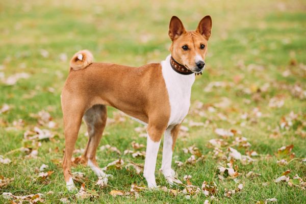 Älteste Hunderassen: kleiner Hund mit braun weißem Fell steht auf einer Wiese