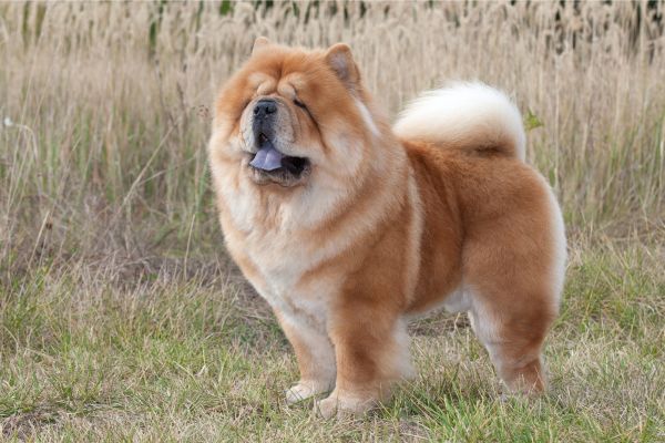 Großer Hund mit viel Fell und blauer Zunge steht vor einem Feld.