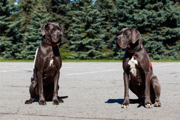 Zwei große graue Hunde sitzen nebeneinander.
