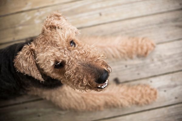 Airedale Terrier