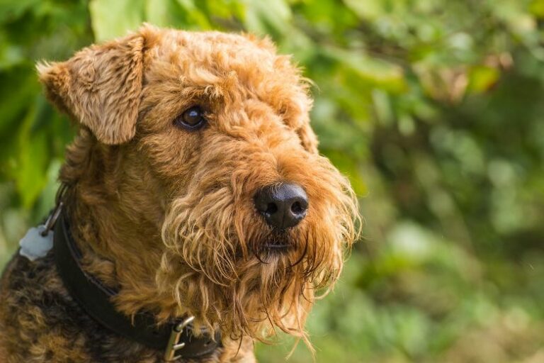 Airedale Terrier