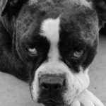 Alapaha Blue Blood Bulldog liegend Kopf monochrom