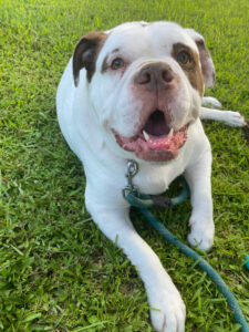 Alapaha Blue Blood Bulldog liegt auf Wiese von vorne fotografiert