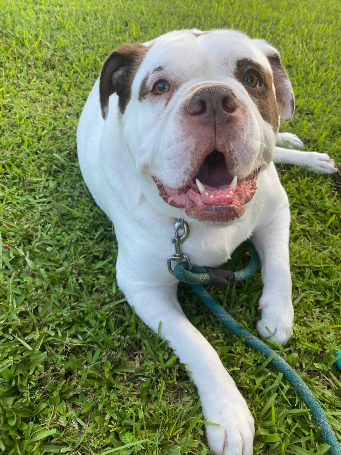 Alapaha Blue Blood Bulldog liegt auf Wiese von vorne fotografiert