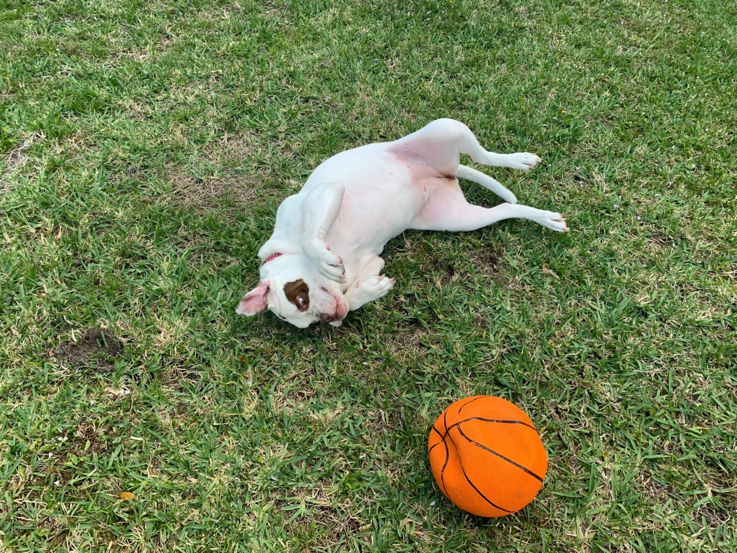 Amstaff mit Basketball