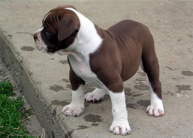 Alapaha Blue Blood Bulldog