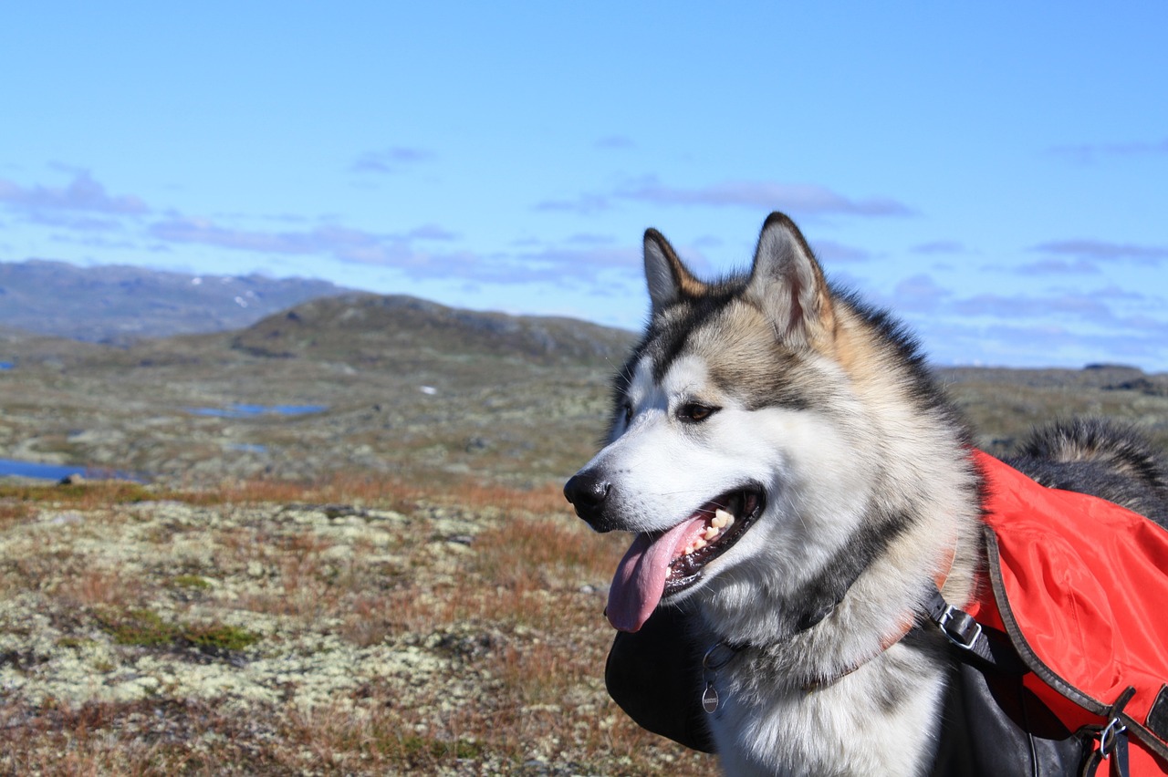 Alaska Malamute im Freien