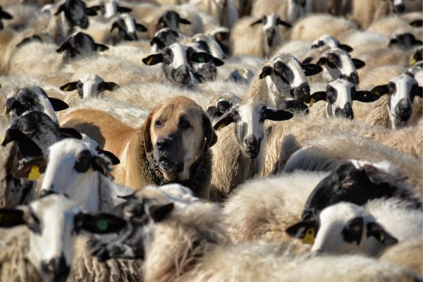 Altdeutsche Hütehunde: Hund steht in Schafherde