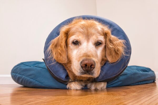 Alternative Hund Halskrause: Hund mit aufblasbaren Kragen