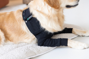 Alternative zur Hunde-Halskrause (1)