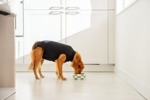 Alternative zur Hunde-Halskrause (2)