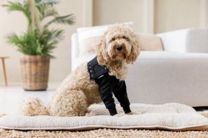 Alternative zur Hunde-Halskrause (3)