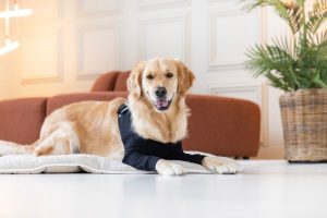 Alternative zur Hunde-Halskrause (4)