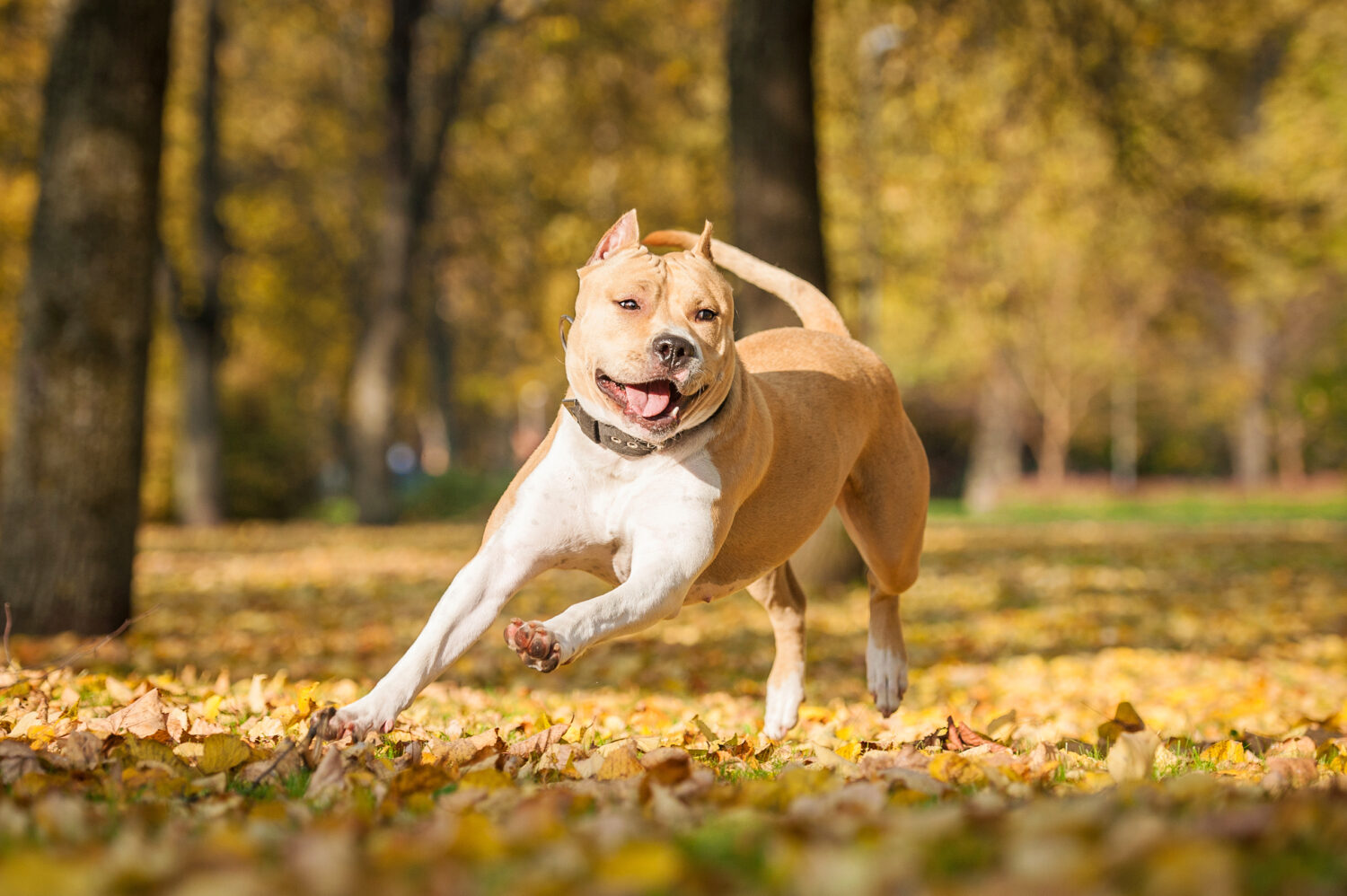 American-Staffordshire-Terrier