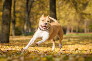 American Staffordshire Terrier