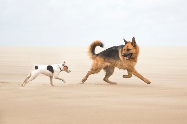 Anatomie Hund: Hunde laufen am Strand