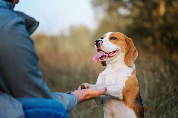 Angst vor Hunden: Begegnung mit dem Hund