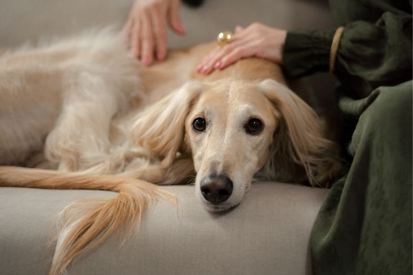 Angsthunde: Hund wird gestreichelt