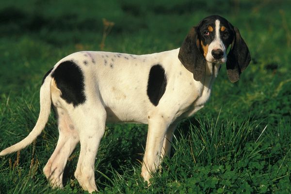 Französische Hunderassen: Ariegois von der Seite