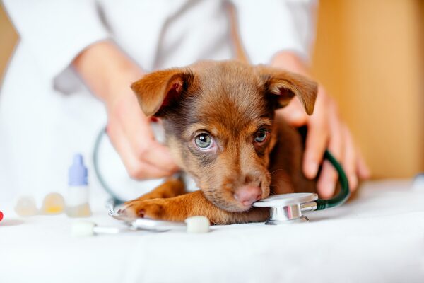 Auslandsschutz für Hunde: Hund beim Tierarzt